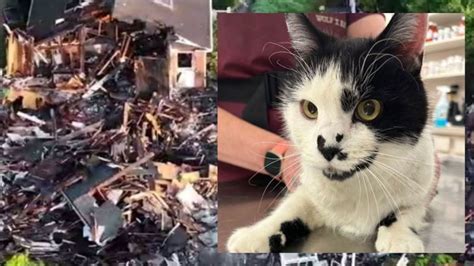 Cat named Lucky escapes Connecticut house explosion that hospitalized homeowner